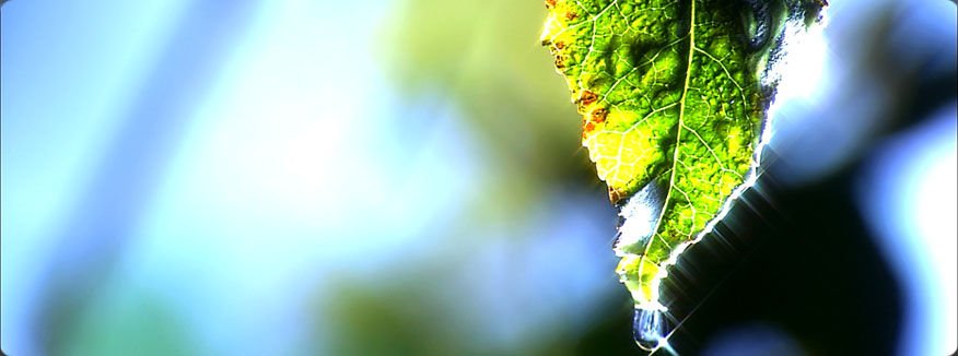 Video Wallpaper for Windows 10,8,7