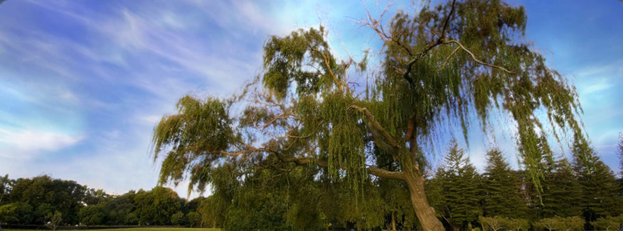 Video Wallpaper for Windows 10,8,7